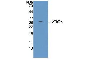 Western blot analysis of the recombinant protein. (HSP27 Antikörper  (AA 2-205))