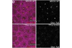 Immunoblot against extracts of COS cells transiently transfected with GFP-tagged VAPA, VAPB or untagged Kv2. (ARL13B Antikörper  (C-Term))