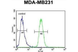 Flow cytometric analysis of MDA-MB231 cells using GNL3L Antibody (N-term) Cat. (GNL3L Antikörper  (N-Term))