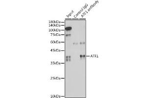 Immunoprecipitation analysis of 300 μg extracts of HeLa cells using 3 μg  antibody (ABIN6127376, ABIN6137228, ABIN6137229 and ABIN6221472). (AFT1 Antikörper  (AA 1-210))