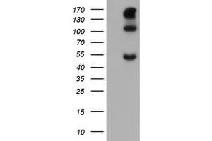Image no. 1 for anti-Carbonic Anhydrase 12 (CA12) antibody (ABIN1497066) (CA12 Antikörper)