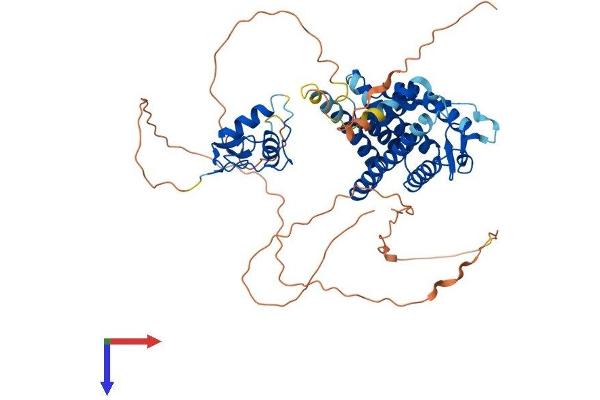 ESR2 Protein (AA 1-530) (His tag)