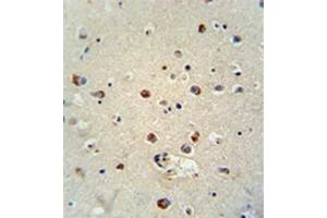 Formalin fixed, paraffin embedded human brain tissue stained with RILPL1 Antibody (C-term) followed by peroxidase conjugation of the secondary antibody and DAB staining. (RILPL1 Antikörper  (C-Term))