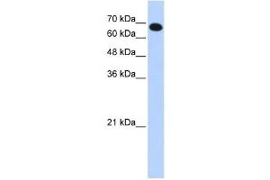 Western Blotting (WB) image for anti-Coiled-Coil Domain Containing 38 (CCDC38) antibody (ABIN2459672) (CCDC38 Antikörper)