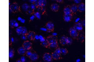 Immunohistochemistry (IHC) image for anti-KDEL (Lys-Asp-Glu-Leu) Endoplasmic Reticulum Protein Retention Receptor 1 (KDELR1) (AA 192-212) antibody (ABIN1742422)