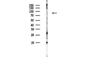 anti-P Protein (OCA2) (N-Term) antibody