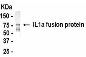 Western Blotting (WB) image for anti-Interleukin 1 alpha (IL1A) (AA 1-271) antibody (ABIN2467843) (IL1A Antikörper  (AA 1-271))