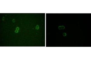 Immunofluorescence analysis of methanol-fixed L-02 (left) and Cos7 (right) cells using ApoM mouse mAb showing cytoplasmic and membrane localization. (Apolipoprotein M Antikörper)