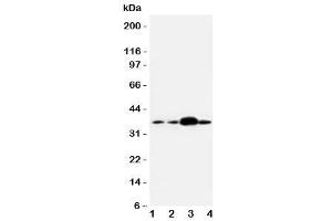 Western blot testing of APEX1 antibody and human samples 1:  U87 (APEX1 Antikörper  (Middle Region))