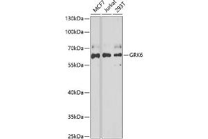 Western blot analysis of extracts of various cell lines, using GRK6 antibody (ABIN6130404, ABIN6141417, ABIN6141418 and ABIN6222000) at 1:1000 dilution. (GRK6 Antikörper  (AA 1-170))