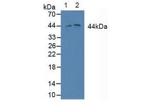 Western blot analysis of (1) Human Jurkat cells and (2) Human Hela cels. (MEK2 Antikörper  (AA 86-331))