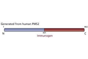 Image no. 1 for anti-PMS2 Postmeiotic Segregation Increased 2 (S. Cerevisiae) (PMS2) antibody (ABIN967525)