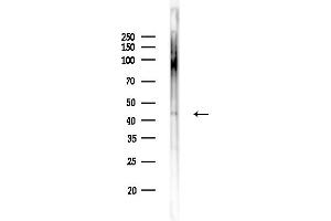 Western blot analysis of lysates from Mouse lung, using WN Antibody at 1/1000 dilution.