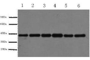 Western Blot analysis of HepG2, Rat liver, Mouse kidney, Rabbit testic, Sheep lung, 293T using beta actin Polyclonal Antibody at dilution of 1:1000. (beta Actin Antikörper)