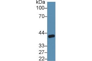 Western blot analysis of Rat Kidney lysate, using Rat ANGPTL4 Antibody (5 µg/ml) and HRP-conjugated Goat Anti-Rabbit antibody (