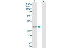 Western Blot analysis of MXD4 expression in transfected 293T cell line by MXD4 MaxPab polyclonal antibody. (MXD4 Antikörper  (AA 1-209))