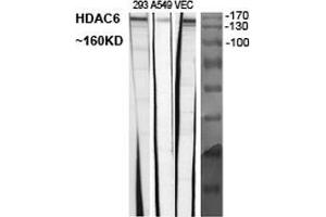 Western Blot (WB) analysis of specific cells using Histone deacetylase 6 Polyclonal Antibody. (HDAC6 Antikörper  (C-Term))