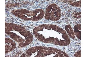 Image no. 5 for anti-CNDP Dipeptidase 2 (Metallopeptidase M20 Family) (CNDP2) antibody (ABIN1497548) (CNDP2 Antikörper)