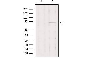 Western blot analysis of extracts from Hela, using PRKCI Antibody.