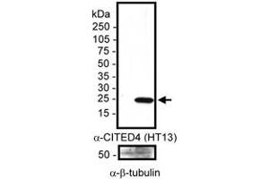Detection of human CITED4 in 20ug of transfected whole cell Hep3B lysate using CITED4 monoclonal antibody, clone HT13-2D6.