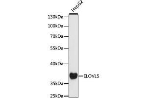 Western blot analysis of extracts of HepG2 cells, using ELOVL5 antibody (ABIN7266928) at 1:1000 dilution. (ELOVL5 Antikörper  (AA 247-326))