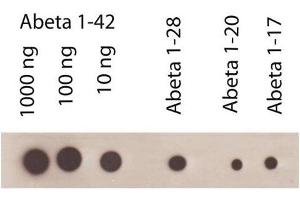 Dot Blot (DB) image for anti-Amyloid beta 1-42 (Abeta 1-42) antibody (ABIN334635) (Abeta 1-42 Antikörper)