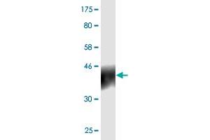 Western Blot detection against Immunogen (24. (PDCD1LG2 Antikörper  (AA 19-220))