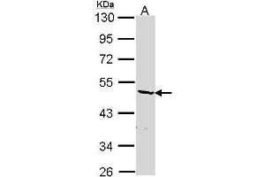 Western blot analysis of 30 ug of whole cell lysate (A: Hep G2) using a 10 % SDS PAGE gel and hnRNP F antibody at a dilution of 1:1000 (HNRNPF Antikörper)