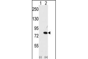 Western blot analysis of NUB1 (arrow) using NYREN18 Antibody (C-term) (ABIN389079 and ABIN2839277).