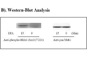Image no. 2 for Mitogen-Activated Protein Kinase Kinase 1 (MAP2K1) ELISA Kit (ABIN1981802)