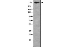 Western blot analysis of TNXB using A549 whole cell lysates (TNXB Antikörper  (Internal Region))