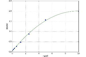 CD99 (CD99) ELISA Kit