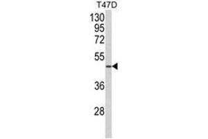 Western blot analysis of NCF1C Antibody (C-term) in T47D cell line lysates (35ug/lane).