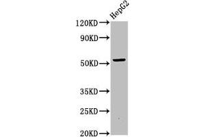 Western Blot Positive WB detected in: HepG2 whole cell lysate All lanes: OTUD5 antibody at 6. (OTUD5 Antikörper  (AA 51-183))