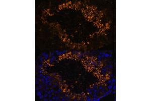 Immunofluorescence analysis of mouse testis using OXCT2 antibody (ABIN7265333) at dilution of 1:100. (OXCT2 Antikörper  (AA 430-510))