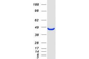 Western Blotting (WB) image for Methionine Adenosyltransferase II, alpha (MAT2A) protein (Myc-DYKDDDDK Tag) (ABIN2725546)