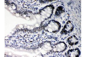 Anti- DAXX Picoband antibody,IHC(P) IHC(P): Rat Intestine Tissue (DAXX Antikörper  (AA 56-345))