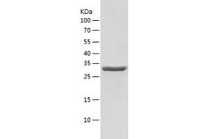 Western Blotting (WB) image for Glyceraldehyde-3-Phosphate Dehydrogenase (GAPDH) (AA 1-333) protein (His tag) (ABIN7123156)