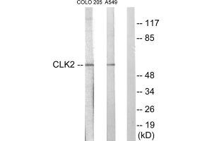Western blot analysis of extracts from COLO205 cells and A549 cells, using CLK2 antibody. (CLK2 Antikörper  (N-Term))