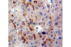 IHC-P analysis of Liver tissue, with DAB staining. (DLK1 Antikörper  (AA 24-175))