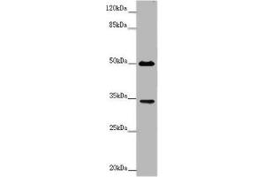 Western blot All lanes: FCGR2B antibody at 2 μg/mL + Mouse liver tissue Secondary Goat polyclonal to rabbit IgG at 1/10000 dilution Predicted band size: 35, 32, 34 kDa Observed band size: 35, 50 kDa (FCGR2B Antikörper  (AA 12-289))