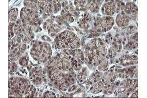 Image no. 1 for anti-OTU Domain, Ubiquitin Aldehyde Binding 1 (OTUB1) antibody (ABIN1499932) (OTUB1 Antikörper)