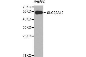 Western blot analysis of extracts of HepG2 cell line, using SLC22A12 antibody. (SLC22A12 Antikörper  (AA 30-150))