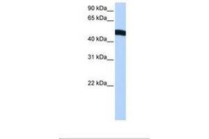 Image no. 1 for anti-Eukaryotic Translation Initiation Factor 2, Subunit 2 Beta, 38kDa (EIF2S2) (AA 31-80) antibody (ABIN6737933)