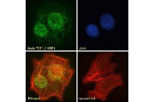 ABIN334504 Immunofluorescence analysis of paraformaldehyde fixed HepG2 cells, permeabilized with 0. (HNF1A Antikörper  (Internal Region))