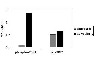 HeLa cells were treated or untreated with Calyculin A. (TBK1 ELISA Kit)