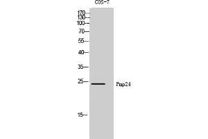 Western Blot analysis of COS-7 cells using Pmp24 Polyclonal Antibody. (PXMP4 Antikörper  (AA 10-90))