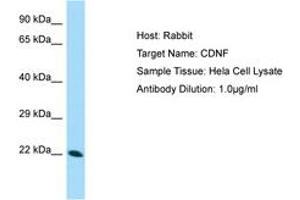 Image no. 1 for anti-Cerebral Dopamine Neurotrophic Factor (CDNF) (AA 52-101) antibody (ABIN6749997) (CDNF Antikörper  (AA 52-101))