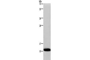 Western Blotting (WB) image for anti-Cytochrome C Oxidase Subunit VIb Polypeptide 1 (Ubiquitous) (COX6B1) antibody (ABIN2421043) (COX6B1 Antikörper)