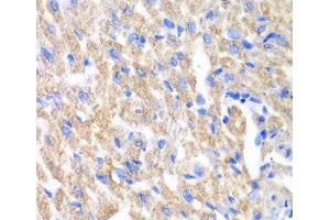 Immunohistochemistry of paraffin-embedded Mouse heart using CREB3 Polyclonal Antibody at dilution of 1:100 (40x lens). (CREB3 Antikörper)